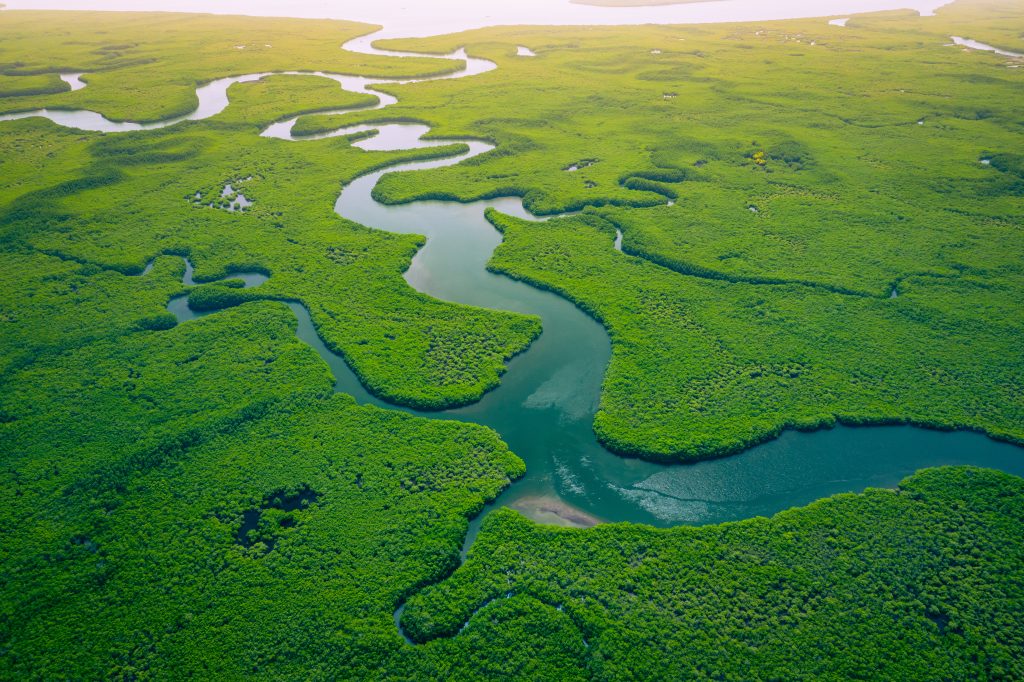 Sustainability: Environment - image of a beautiful lush river delta